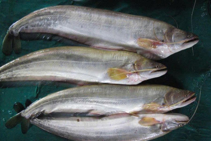 cá leo tươi sống