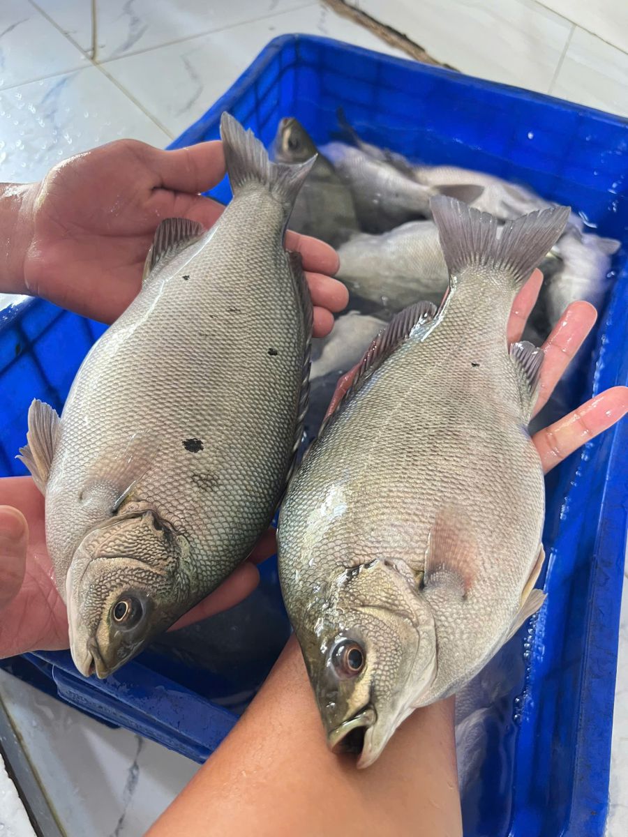 cá mú Úc nhập khẩu