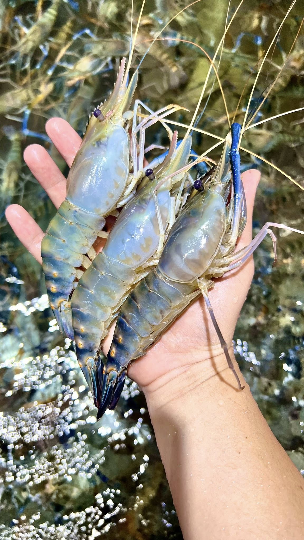 Tôm càng xanh Cà Mau tươi sống