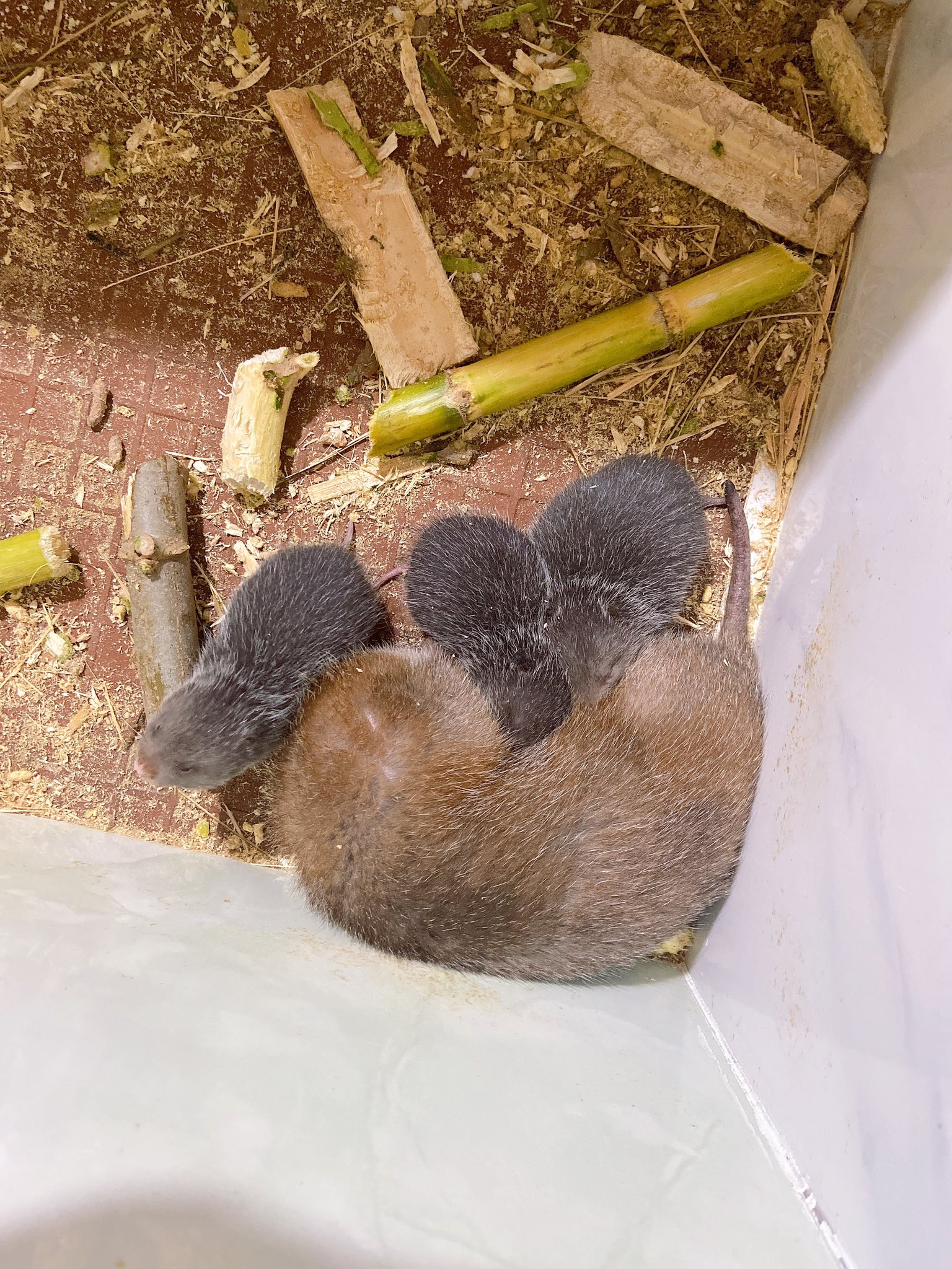 Trại dúi giống Củ Chi