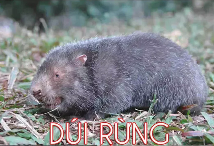 Thịt dúi rừng tươi sống