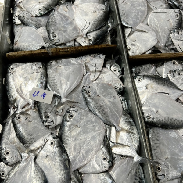 Cá Bánh lái giá sỉ 