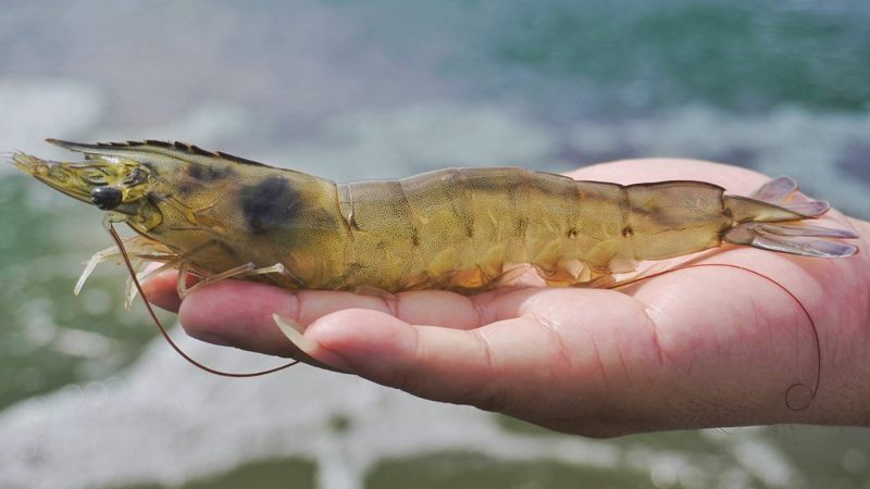 Bảng giá tôm thẻ tại Cà Mau