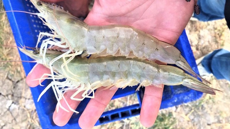 Bảng giá tôm thẻ tại Đà Nẵng